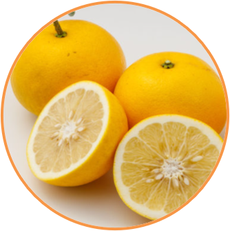 （食品原料用）国産ホワイトグレープフルーツeエキス